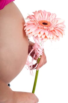 Pregnant woman's tummyand pink gerbera isolated on white