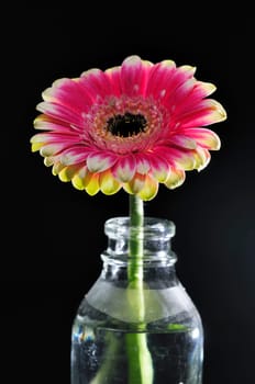 Macro flowers