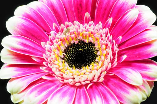 Macro flowers