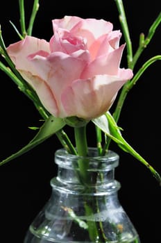 Macro flowers