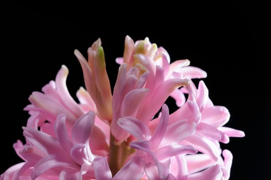 hyacinths