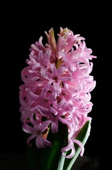 hyacinths