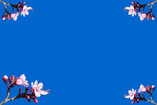 Blank vignette with spring blossom on blue sky background
