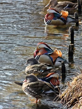 Pairs of mandarin ducks on the shore
