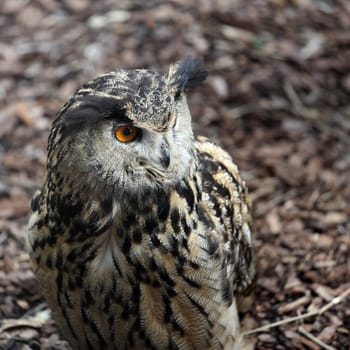 Details of an eurasian eagle owl in captivity.