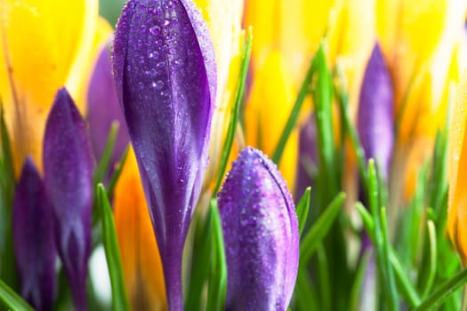 Vibrant purple and yellow crocuses, one in focus covered in morning dew.