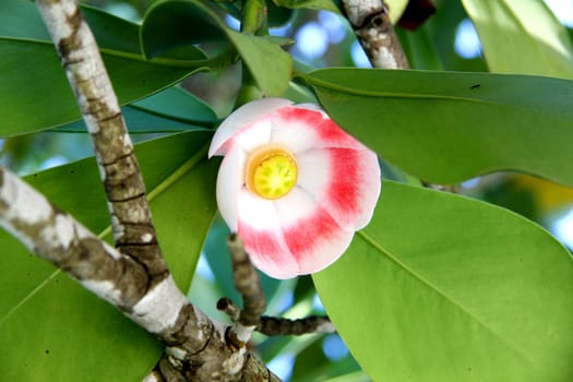 The exotic flower