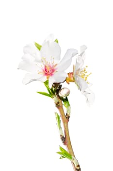 Spring blossoming branch with white flowers closeup isolate