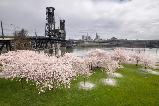 Cherry Blossoms Trees Along Willamette River by Steel Bridge in Portland Oregon at Springtime
