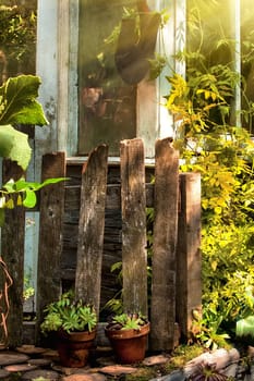 Overgrown garden in morning sunlight