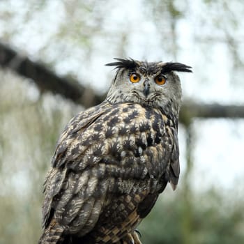 Details of an eurasian eagle owl in captivity.