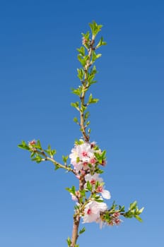 Branch of spring blossom with white and pink flowers