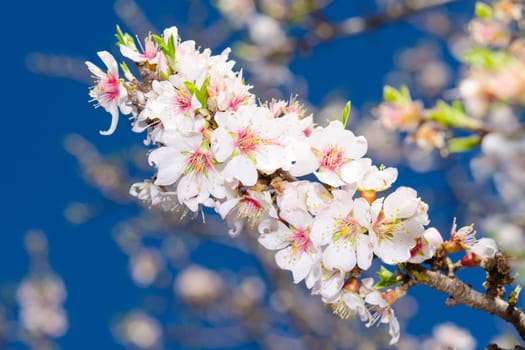 White spring blooming branch of apricot tree over sky