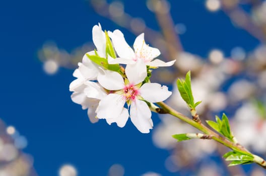 Small branch of white spring bloom over blue sky as background