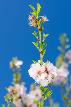 Spring white flowers bunch bloom against clear blue sky