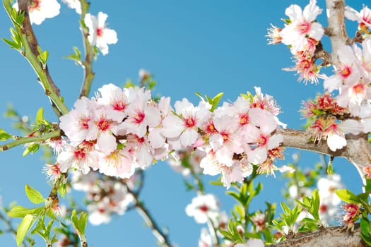 White and pink spring blossoming bunch against blue sky