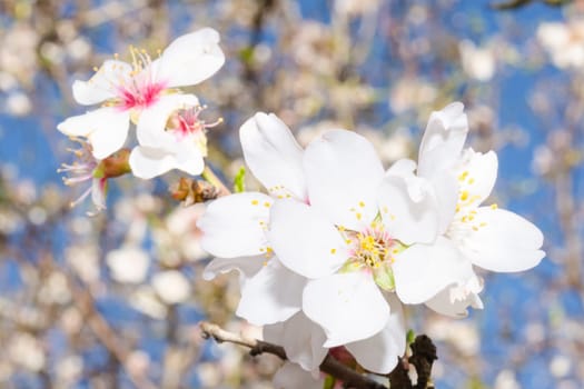 Closeup bunch of white spring blossom of apricot tree