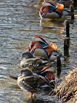 Pairs of mandarin ducks on the shore
