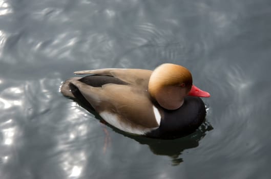 Red-crested pochard