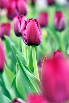 purple tulip - abstract image, focus on a single tulip among others