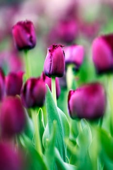 purple tulip - abstract image, focus on a single tulip among others