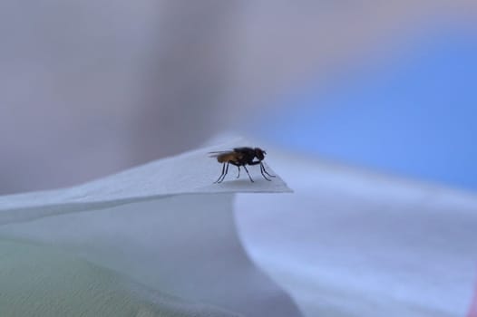 The Fly