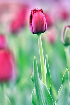 the purple tulip - abstract image, focus on a single tulip among others