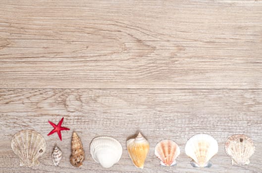 Shells in a row at the bottom of a wooden board