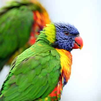 Details of rainbow lorikeet, trichoglossus haematodus, perching on a branch.
