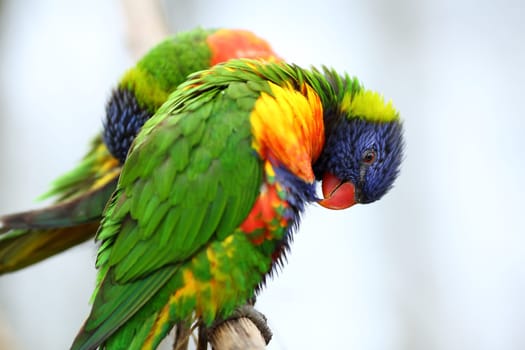 Details of rainbow lorikeet, trichoglossus haematodus, perching on a branch.
