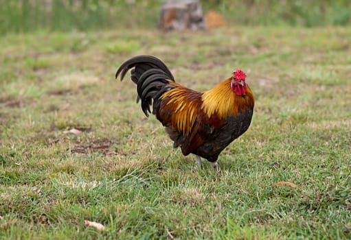 Rooster male silkie pekin cross free range poultry