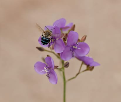 Australia biodiversity native solitary buzz bee blue banded honey bee Amagilla cingulata collecting pollen from Australian purple mauve wildflower Murdannia graminea flowers