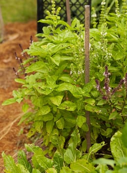Organic gardening growing fresh healthy green sweet basil and cinnamon basil and spinach silver beet