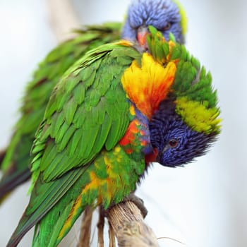 Details of rainbow lorikeet, trichoglossus haematodus, perching on a branch.