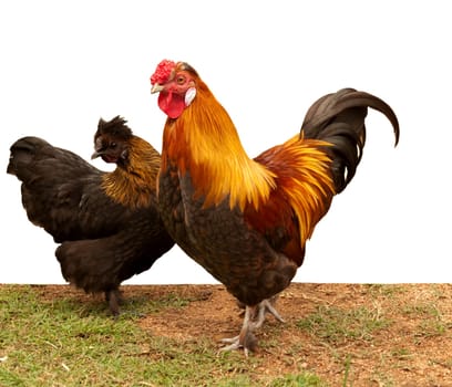 Silkie pekin bantam cross chickens, hen and cockerel pair of free-range fowls