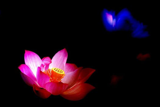 Nice Lotus for adv or others purpose use