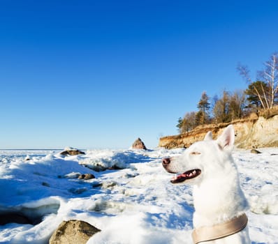 White Husky amid the winter coast of the Sea