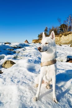 White Husky amid the winter coast of the Sea