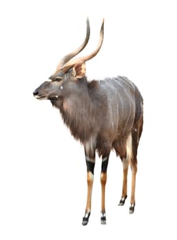 adult male nyala isolated on white background