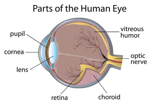 Illustration of parts of the human eye