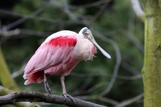 Details of a roseate spoonbill perching in captivity.