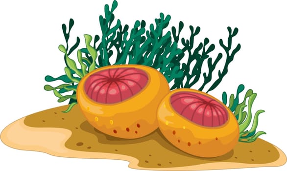 Two spherical water plants and algae