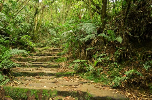 Stone path in green highland cloud forest
