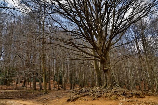 Mountainous landscape of winter trees, National Park of Montseny, Catalonia, Spain