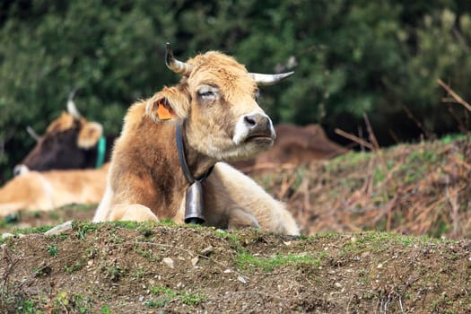Tranquil Scene with Domestic cows