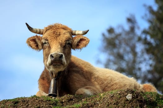 Tranquil Scene with Domestic cows