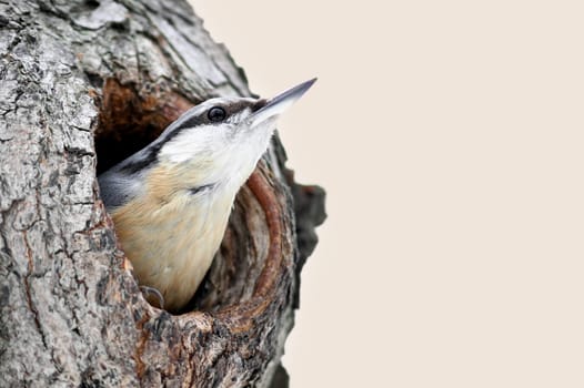Nuthatch