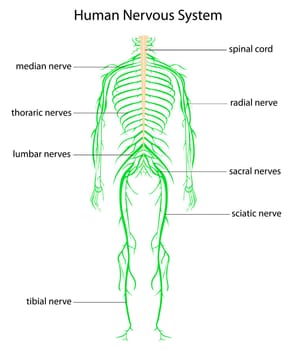 Illustration of human nervous system with labels