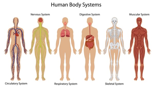 Illustration of the human body systems
