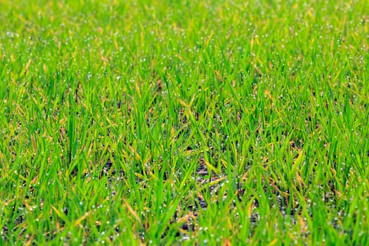Fresh thick grass with water drops, Selective focus.